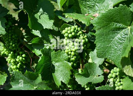 17 luglio 2023, Brandeburgo, Töplitz: Le uve Pinot bianco crescono nel vigneto biologico Klosterhof Töplitz nel vecchio vigneto Töplitz. Attualmente si sta lavorando qui per defogliare le foglie della vite. Le uve Pinot bianco ricevono così più luce solare e calore. Non vengono utilizzati fertilizzanti chimici, sintetici, pesticidi e antiparassitari per le piante infestanti. La struttura ricca di minerali dei suoli sul versante sud consente la maturazione di vini particolarmente freschi e fruttati tipici del vitigno, che possono essere bevuti giovani. Foto: Jens Kalaene/dpa Foto Stock