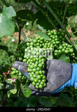 17 luglio 2023, Brandeburgo, Töplitz: Le uve Pinot bianco crescono nel vigneto biologico Klosterhof Töplitz nel vecchio vigneto Töplitz. Attualmente si sta lavorando qui per defogliare le foglie della vite. Le uve Pinot bianco ricevono così più luce solare e calore. Non vengono utilizzati fertilizzanti chimici, sintetici, pesticidi e antiparassitari per le piante infestanti. La struttura ricca di minerali dei suoli sul versante sud consente la maturazione di vini particolarmente freschi e fruttati tipici del vitigno, che possono essere bevuti giovani. Foto: Jens Kalaene/dpa Foto Stock