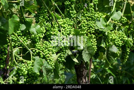 17 luglio 2023, Brandeburgo, Töplitz: Le uve Pinot bianco crescono nel vigneto biologico Klosterhof Töplitz nel vecchio vigneto Töplitz. Attualmente si sta lavorando qui per defogliare le foglie della vite. Le uve Pinot bianco ricevono così più luce solare e calore. Non vengono utilizzati fertilizzanti chimici, sintetici, pesticidi e antiparassitari per le piante infestanti. La struttura ricca di minerali dei suoli sul versante sud consente la maturazione di vini particolarmente freschi e fruttati tipici del vitigno, che possono essere bevuti giovani. Foto: Jens Kalaene/dpa Foto Stock