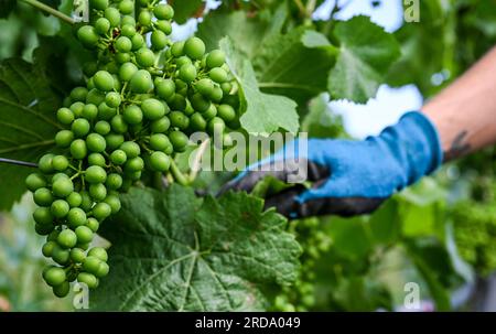 17 luglio 2023, Brandeburgo, Töplitz: Le uve Pinot bianco crescono nel vigneto biologico Klosterhof Töplitz nel vecchio vigneto Töplitz. Attualmente si sta lavorando qui per defogliare le foglie della vite. Le uve Pinot bianco ricevono così più luce solare e calore. Non vengono utilizzati fertilizzanti chimici, sintetici, pesticidi e antiparassitari per le piante infestanti. La struttura ricca di minerali dei suoli sul versante sud consente la maturazione di vini particolarmente freschi e fruttati tipici del vitigno, che possono essere bevuti giovani. Foto: Jens Kalaene/dpa Foto Stock