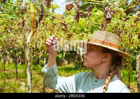 L'agronomo femminile osserva la perdita di raccolto nell'azienda agricola di piante essiccate. La contadina caucasica tocca foglie magre. Riscaldamento globale e siccità Foto Stock