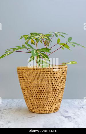 Manihot esculenta, nota anche come manioc, yuca, pianta ornamentale di arrowroot brasiliana su sfondo isolato in un bellissimo vaso di fiori Foto Stock