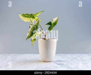 Pianta variegata Syngonium Albo in un bellissimo vaso di ceramica Foto Stock