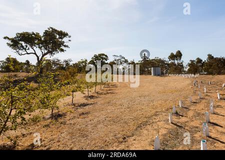 Arida e arida campagna australiana che mostra l'aspra bellezza del suo paesaggio arido. Foto Stock