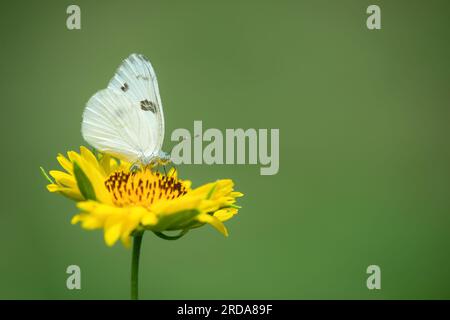 Farfalla bianca a scacchi (Pontia protodice) che dà da mangiare al fiore della barretta dorata nel giardino. Sfondo verde naturale con spazio di copia. Foto Stock