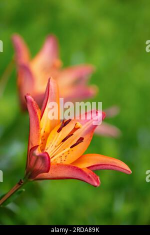 Fiori di giglio tigre arancio che fioriscono nel giardino estivo. Primo piano. Sfondo verde naturale con spazio di copia. Foto Stock