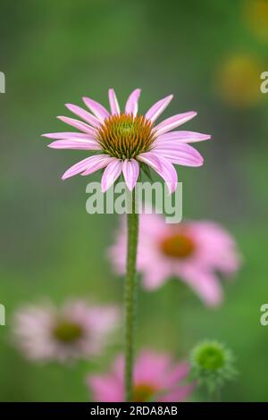 Fiore viola (Echinacea purpurea) in fiore nel giardino. Primo piano. Sfondo verde naturale. Foto Stock