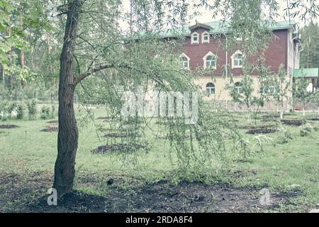 Sullo sfondo di un edificio in pietra sfocata, lunghi rami di salice piangente. Un albero verde si piega sopra l'erba verde in un giorno d'estate. Foto di alta qualità Foto Stock