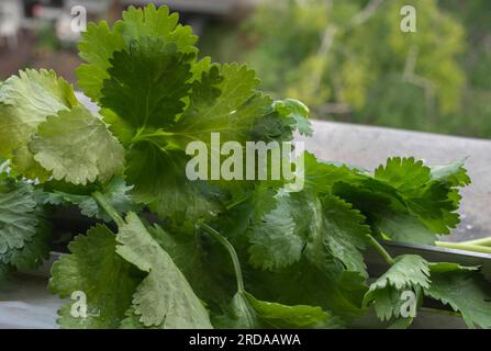 Una foto ravvicinata con foglie di coriandolo bagnate e vivaci . L'immagine evidenzia la freschezza e la bellezza naturale dell'erba. Foto Stock