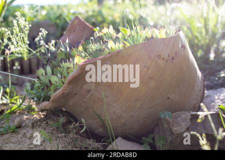 Piante succulente in una grande pentola di ceramica rotta. Concetto riutilizzabile. Messa a fuoco morbida con luce parassita al tramonto, vista laterale Foto Stock