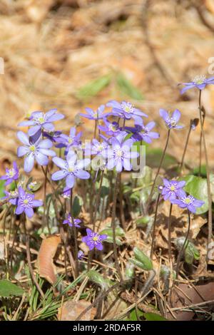 Foto dei fiori di Hepatica che fioriscono tra le foglie secche dello scorso anno Foto Stock