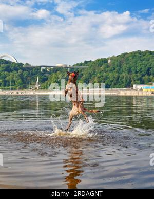 Cane del pastore belga Malinois che gioca e salta in un fiume Foto Stock