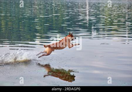 Cane del pastore belga Malinois che salta nel fiume Foto Stock