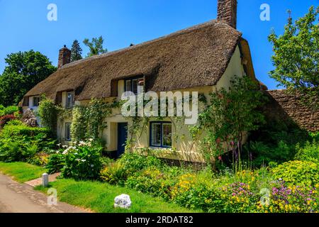 Un tradizionale cottage con tetto in paglia con un giardino colorato a Dunster, Somerset, Inghilterra, Regno Unito Foto Stock