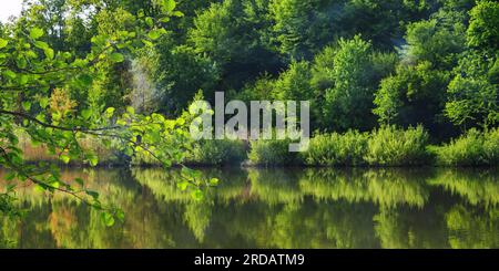 stagno in faggio. scenario naturale con alberi che si riflettono sulla superficie dell'acqua. vacanza sfondo estate Foto Stock