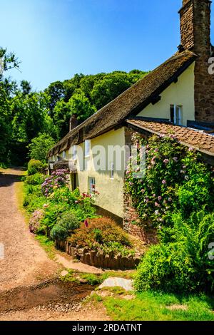 Una fila di cottage tradizionali con tetto di paglia e giardini colorati a Dunster, Somerset, Inghilterra, Regno Unito Foto Stock