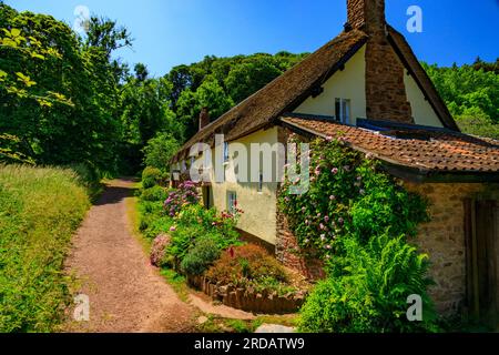 Una fila di cottage tradizionali con tetto di paglia e giardini colorati a Dunster, Somerset, Inghilterra, Regno Unito Foto Stock