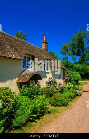 Una fila di cottage tradizionali con tetto di paglia e giardini colorati a Dunster, Somerset, Inghilterra, Regno Unito Foto Stock