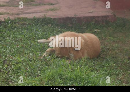 Un Golden retriever che si snoda nell'erba, godendosi la sensazione del sole sulla sua pelliccia. Foto Stock
