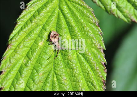 Dondola ninfa di Bug (Coreus marginatus) su una foglia di lampone nel giardino. Si tratta di un organismo nocivo che fa schifo la linfa di molte colture. Foto Stock