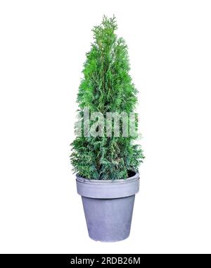 Thuja tagliata che cresce in un grande recipiente di plastica isolato su sfondo bianco. Grande crescita di tuya verde in vaso nel ritaglio invernale del cortile. Parte superiore sempreverde a forma di cono Foto Stock