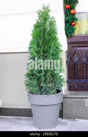 Thuja tagliata che cresce in un grande vaso di plastica sulla strada della città. Grande crescita di thuya verde in vaso nel cortile invernale. Albero topiario sempreverde a forma di cono Foto Stock