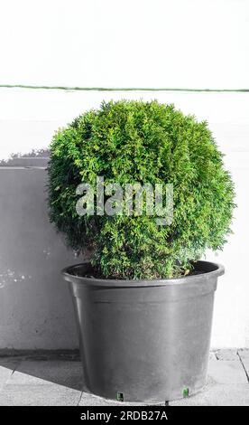 Thuja con palla che cresce in un grande vaso di plastica sulla strada della città. Grande crescita di thuya verde in vaso nel cortile estivo. Albero topiario sempreverde di forma rotonda g Foto Stock