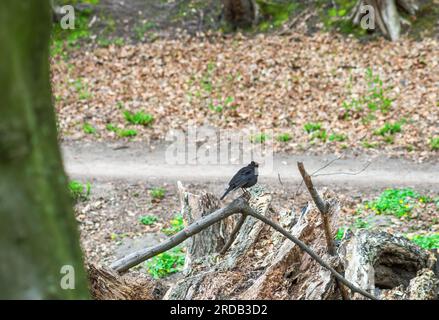 Blackbird seduto sul ramo dell'albero caduto nella foresta primaverile. Un vero uccello nero arroccato nel bosco. Turdus merula si arrocca sul ramoscello nel bosco Foto Stock