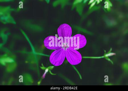 I fiori rosa Geranium sylvaticum crescono nella foresta estiva. Gerani boschivi piante viola che crescono in campo verde. Marsh Crane's-Bill Foto Stock