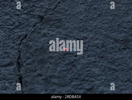 Acari di velluto rosso che si muovono su roccia scura. Trombidiidae o insetti della pioggia che strisciano su sfondo di pietra nera, vista dall'alto Foto Stock