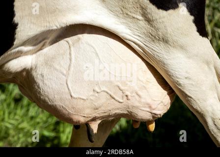 SOEST - 20/07/2023, mammelle di mucca in un'azienda agricola sostenibile che rifornisce la colonna FrieslandCampina. ANP ROBIN VAN LONKHUIJSEN paesi bassi Out - belgio Out Foto Stock