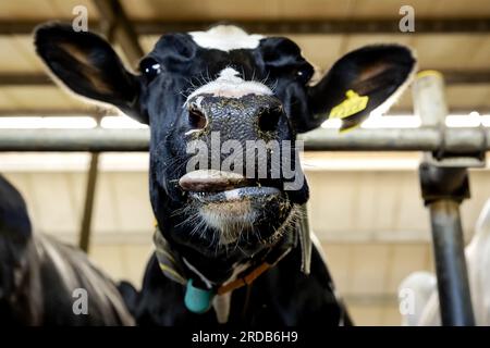 SOEST - 20/07/2023, le mucche mangiano nel fienile di un'azienda agricola sostenibile che rifornisce la cooperativa colonna FrieslandCampina. ANP ROBIN VAN LONKHUIJSEN paesi bassi Out - belgio Out Foto Stock