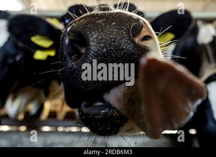 SOEST - 20/07/2023, le mucche mangiano nel fienile di un'azienda agricola sostenibile che rifornisce la cooperativa colonna FrieslandCampina. ANP ROBIN VAN LONKHUIJSEN paesi bassi Out - belgio Out Foto Stock