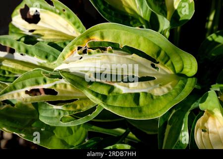 slug mangiò la pianta di hosta in un giardino inglese, norfolk, inghilterra Foto Stock