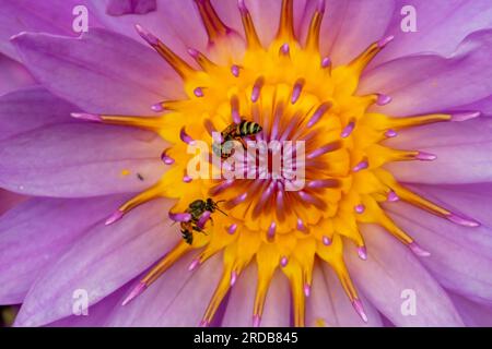 Fiore di loto viola con api sui petali da vicino, fiore di loto viola nello stagno. Bellissimo fiore di loto. Foto Stock