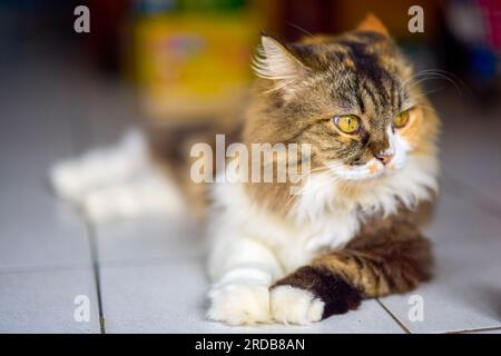 Ritratto di gatto su una strada a Phuket, Thailandia Foto Stock