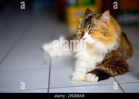 Ritratto di gatto su una strada a Phuket, Thailandia Foto Stock