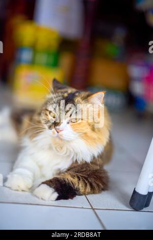 Ritratto di gatto su una strada a Phuket, Thailandia Foto Stock