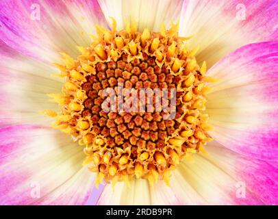 Un primo piano di una bella cerise, giallo e bianco fiore di Dahlia Foto Stock