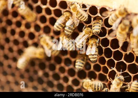 Api sull'ingresso dell'alveare esagonale all'apiario Foto Stock