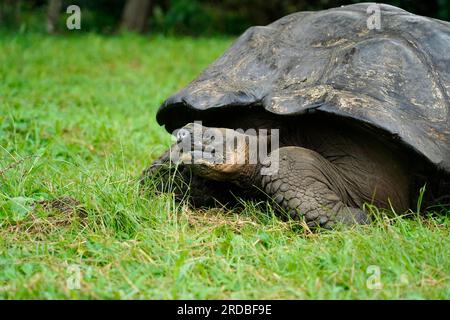 Primo piano della Tartaruga gigante delle Galapagos, isola di Santa Cruz Foto Stock