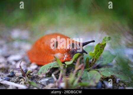 primo piano di una bella lumaca rossa (arion rufus) mentre mangia foglie Foto Stock