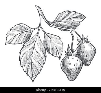Pianta di fragole con bacche mature e fogliame Illustrazione Vettoriale