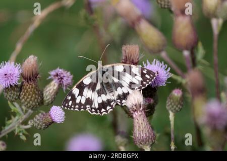 Farfalla bianca marmorizzata Melanargia galathea, motivo in bianco e nero sulle ali che si nutrono di fiori di zigole e di cardo, costa meridionale, stagione estiva del regno unito Foto Stock