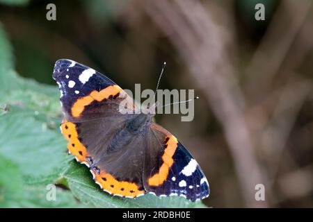 Farfalla ammiraglio rosso Vannesa atalanta, tomaia nera con bande rosse e macchie bianche sotto un grigio fumé marmorizzato nella stagione estiva dei brambles Foto Stock