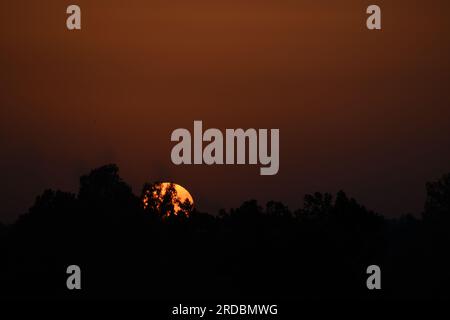 Red Sun dietro i cespugli Foto Stock