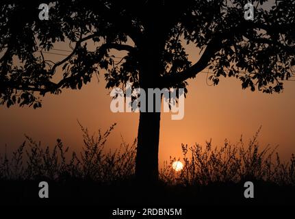 Tramonto estivo dietro l'erba lunga Foto Stock