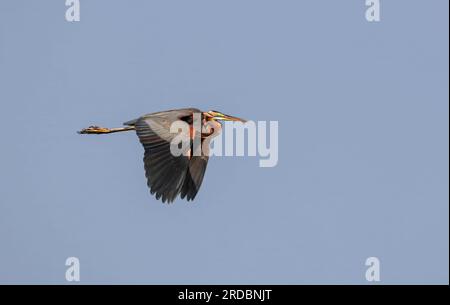 L'airone viola (Ardea purpurea) è una specie di uccelli guado della famiglia degli aironi, Ardeidae. Foto Stock