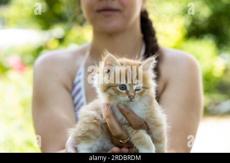 piccolo gattino dalla testa rossa sul petto della donna. Concetto di cura Foto Stock