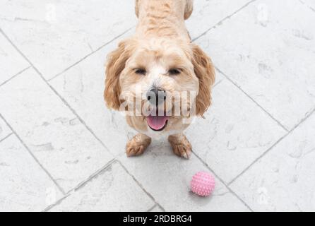 Il cane carino vuole giocare con una palla. Ritratto cane. Il cane è pronto a giocare Foto Stock